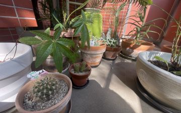 Plants selection Bulk sale 